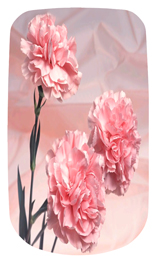 DAROYAL-022 Pink Carnation